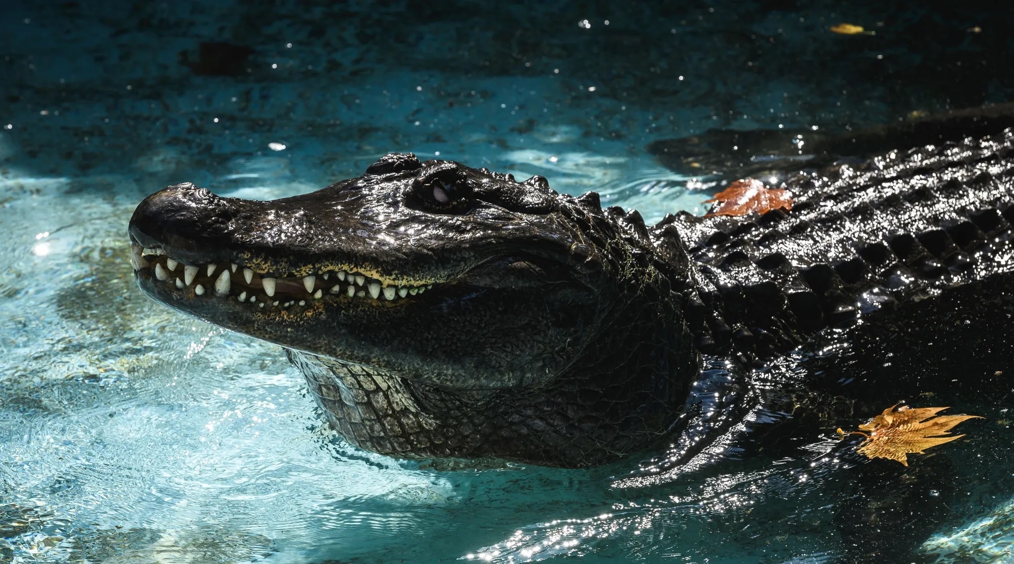 Young man arrested for jumping into Florida zoo alligator pond to record video