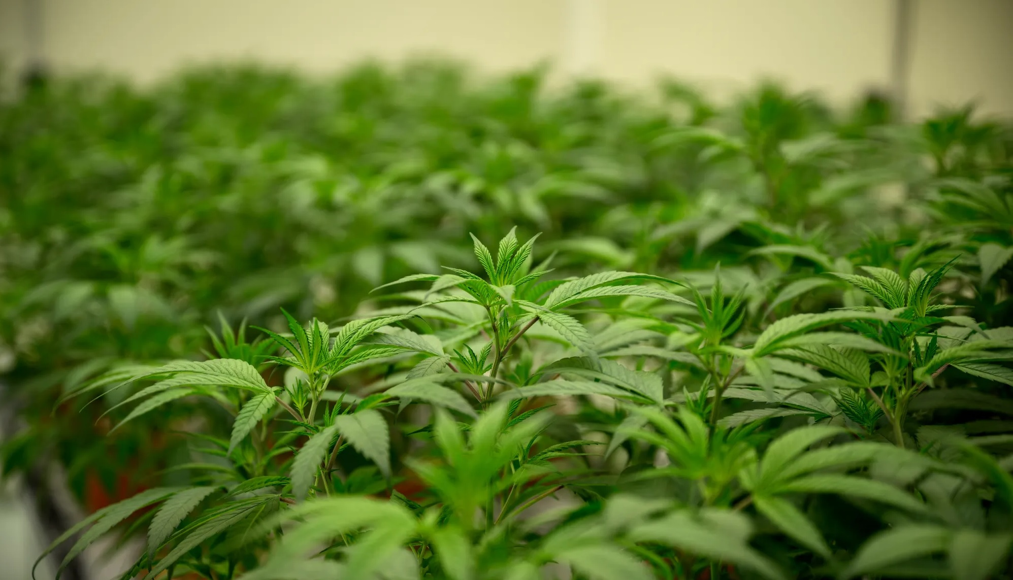 Over USD109 Million of Marijuana Seizes California Authorities
