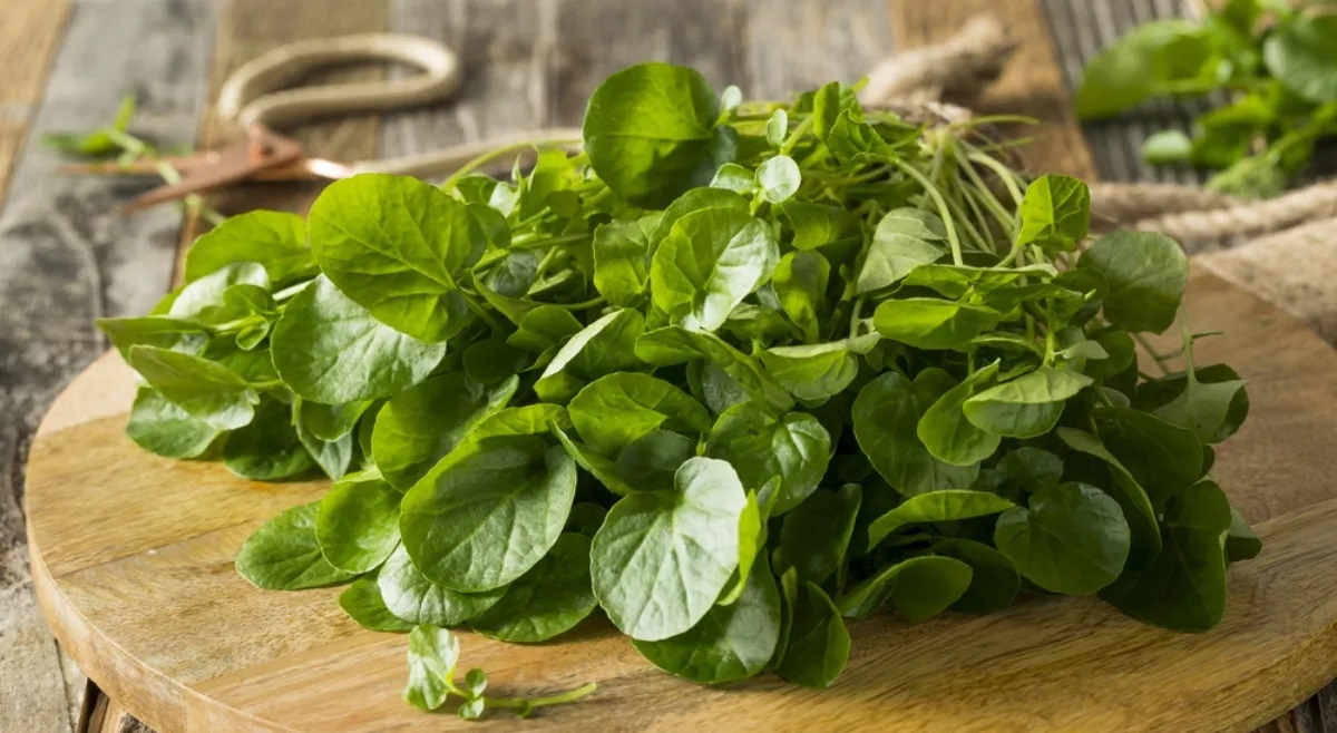 Watercress Declared the World Healthiest Food Why