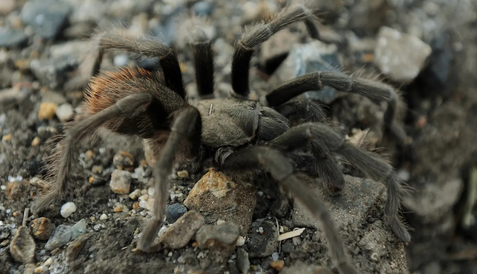 Tarantula causes traffic accident in Death Valley National Park in California