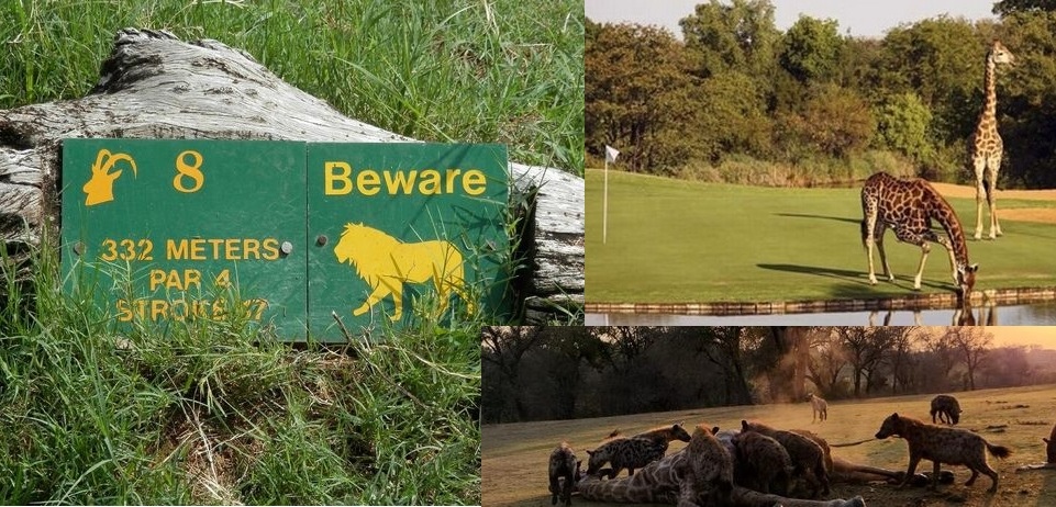 Two lionesses and a pack of hyenas halted play at Skukuza Golf Club Two lionesses and a pack of hyenas halted play at Skukuza Golf Club