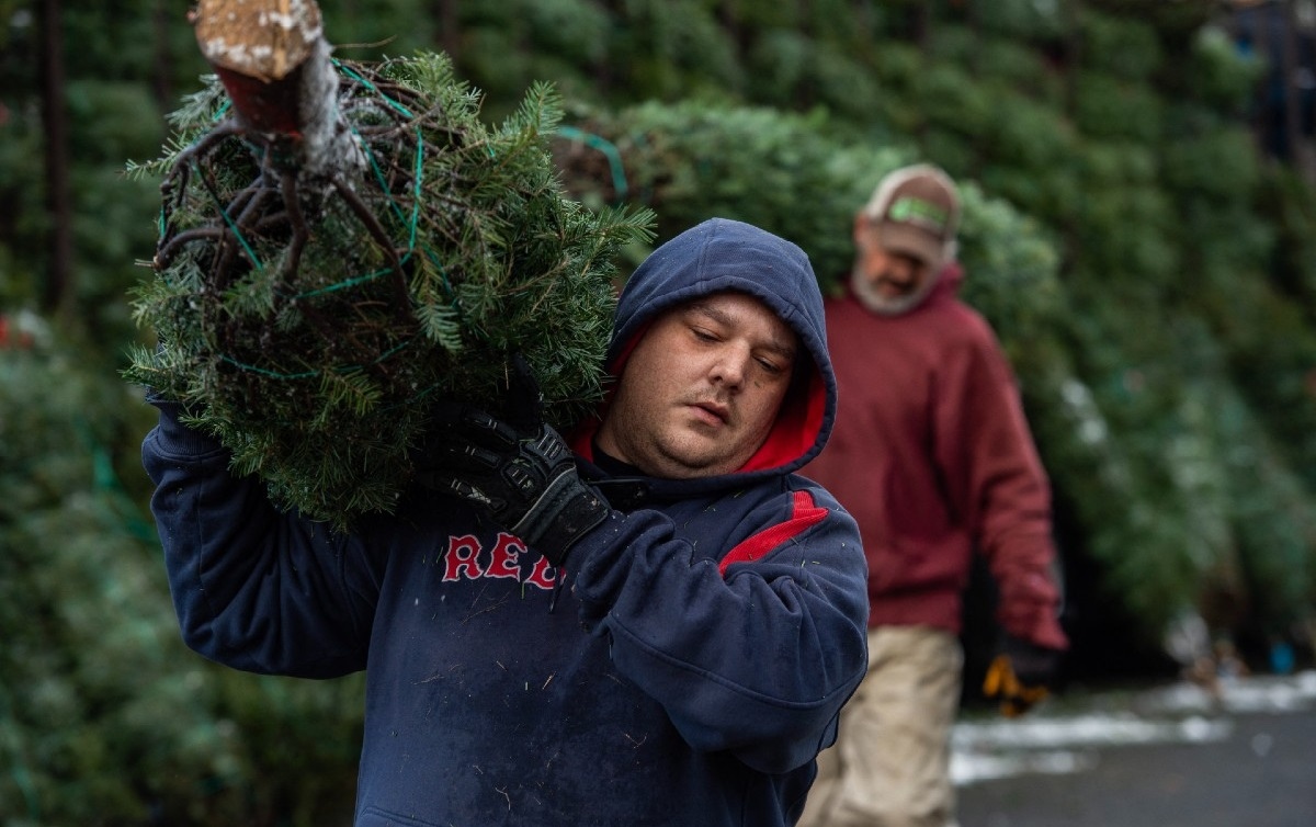 Natural Christmas trees in the US increasingly scarce and more expensive