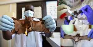 New Russian horseshoe 'bat virus' could infect humans and resist Covid vaccines